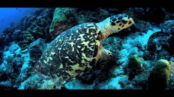 sea turtle