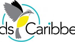 birds caribbean