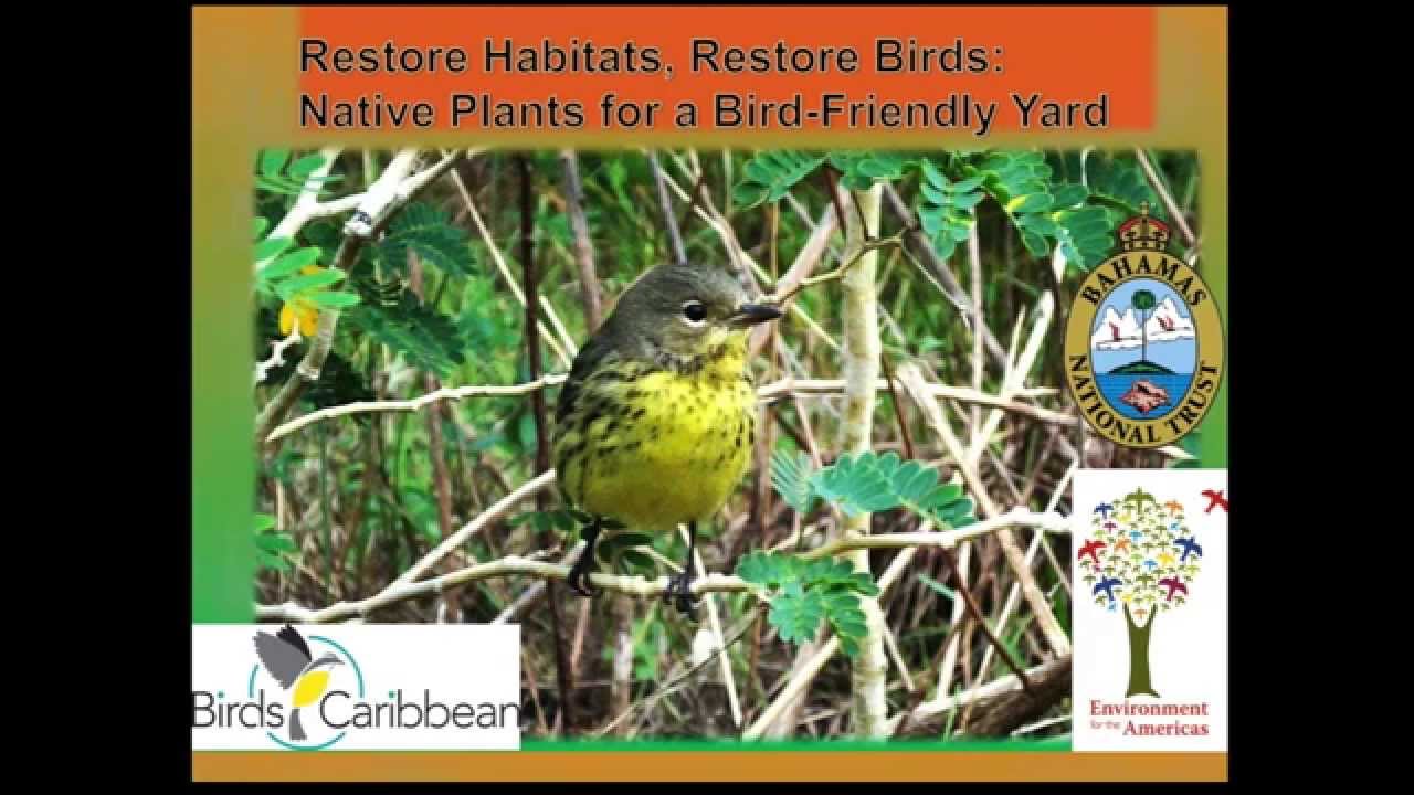 Native Plants For A Bird Friendly Yard Seegrape Caribbean Nature And